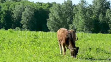 奶牛在草地上吃草，在绿色的草地上行走